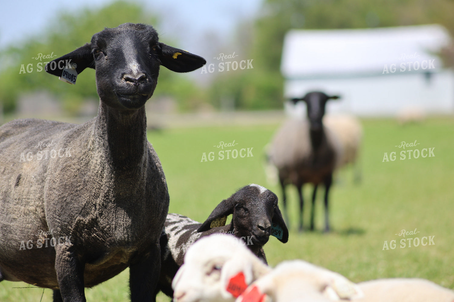 Lambs and Ewes 84270