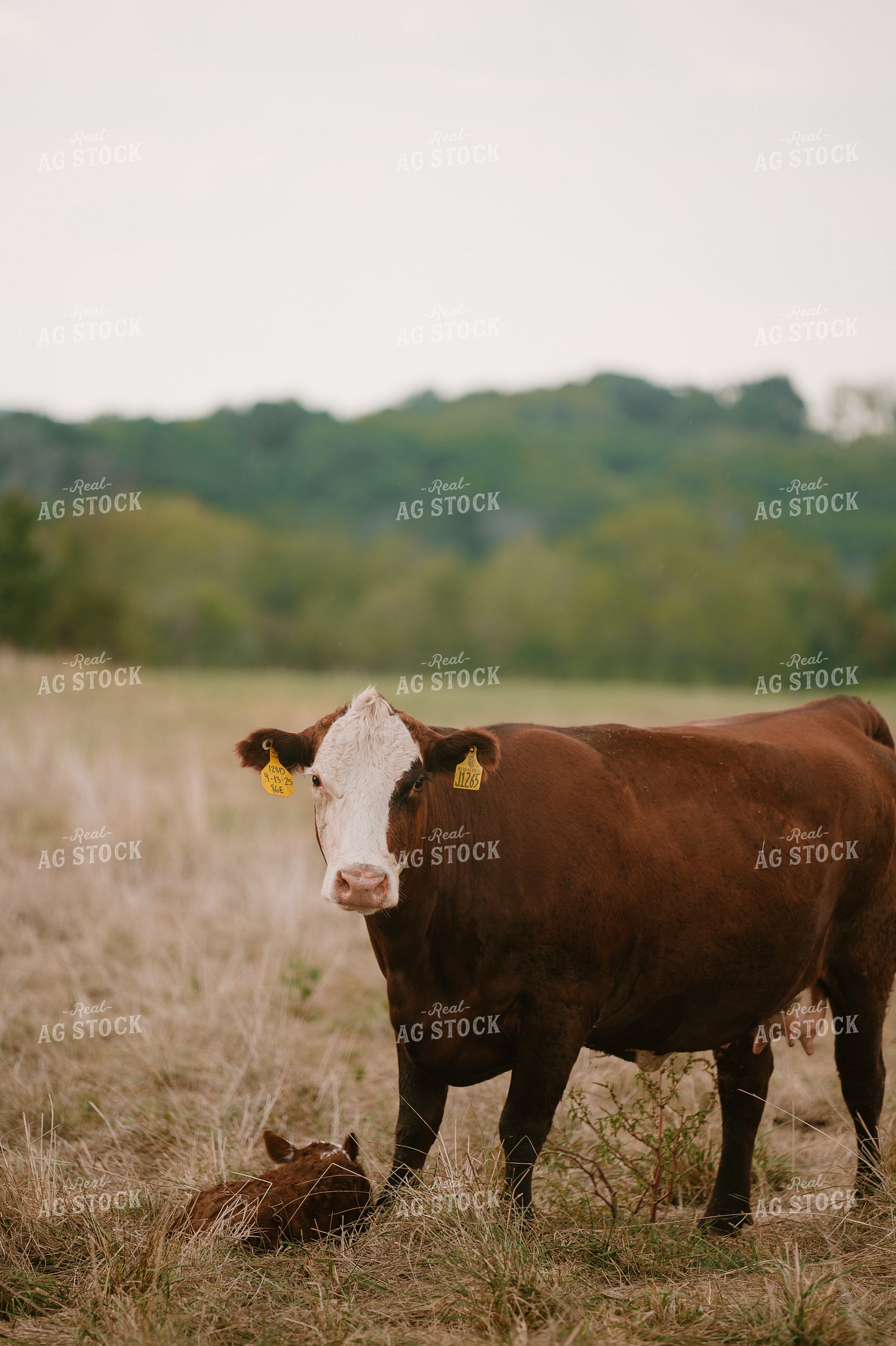 Cow Calf Pair 125359