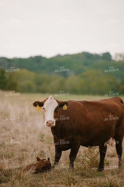 Cow Calf Pair 125359