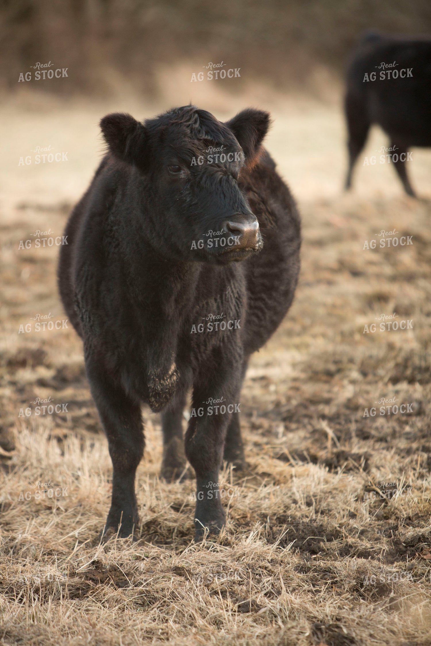 Cattle 1685