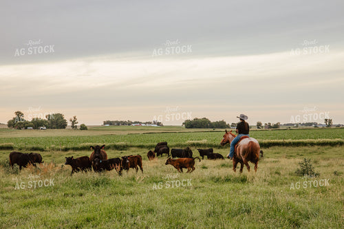 Female Rancher Checking Cattle on Horseback 67801