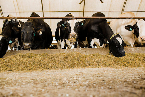 Dairy 2684
