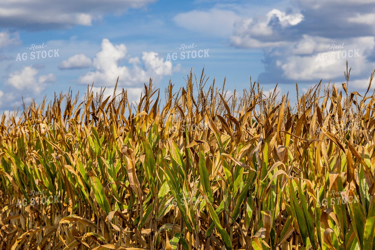 Corn Field 291093