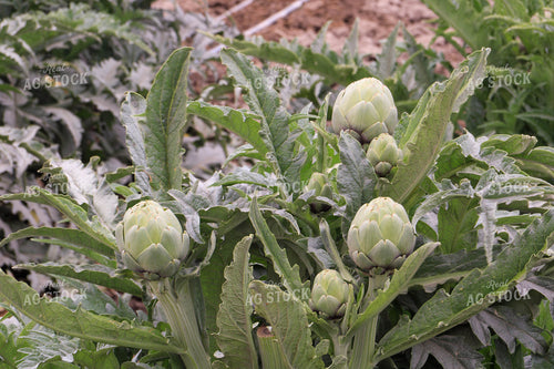 Artichokes 105081