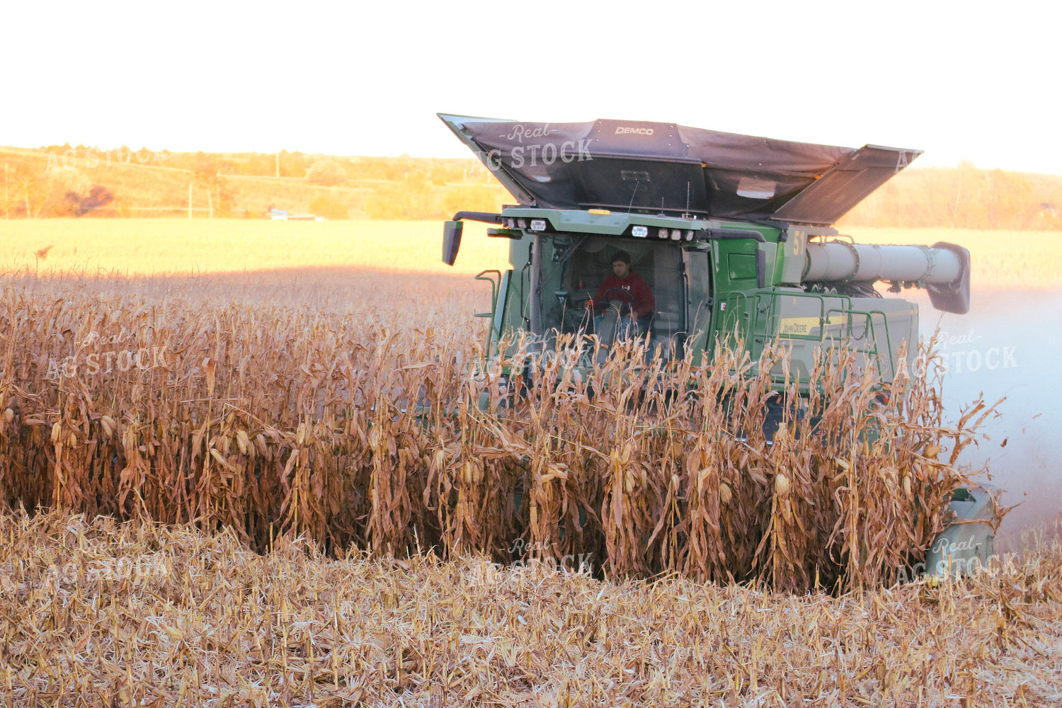 Corn Harvest 82337