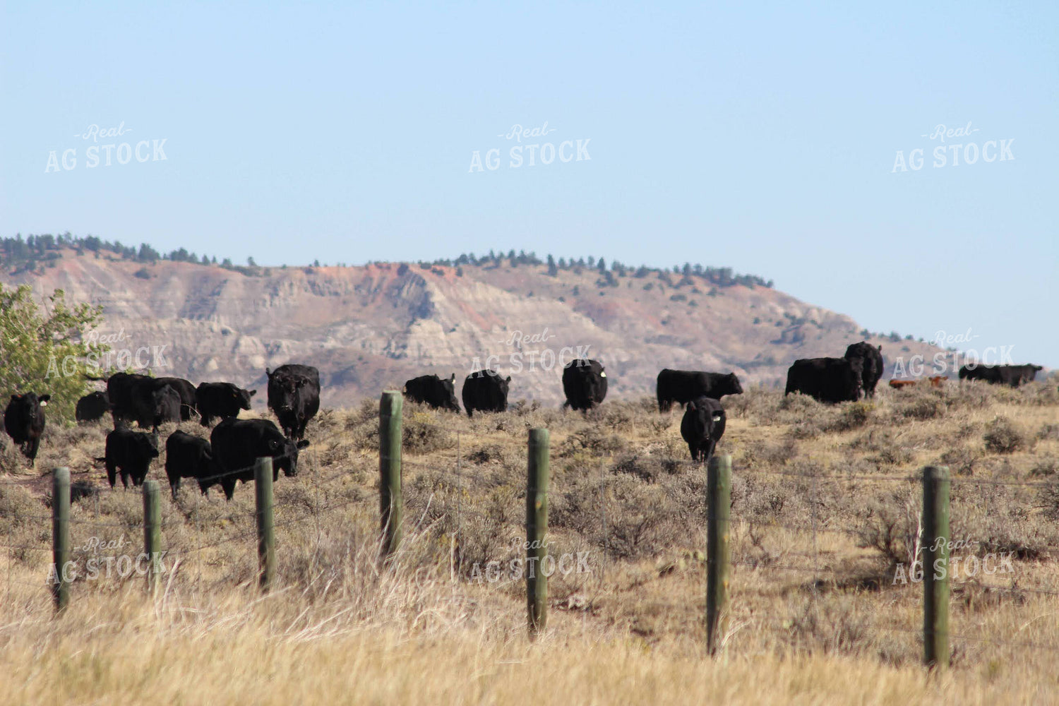 Angus Cattle in Pasture 63029
