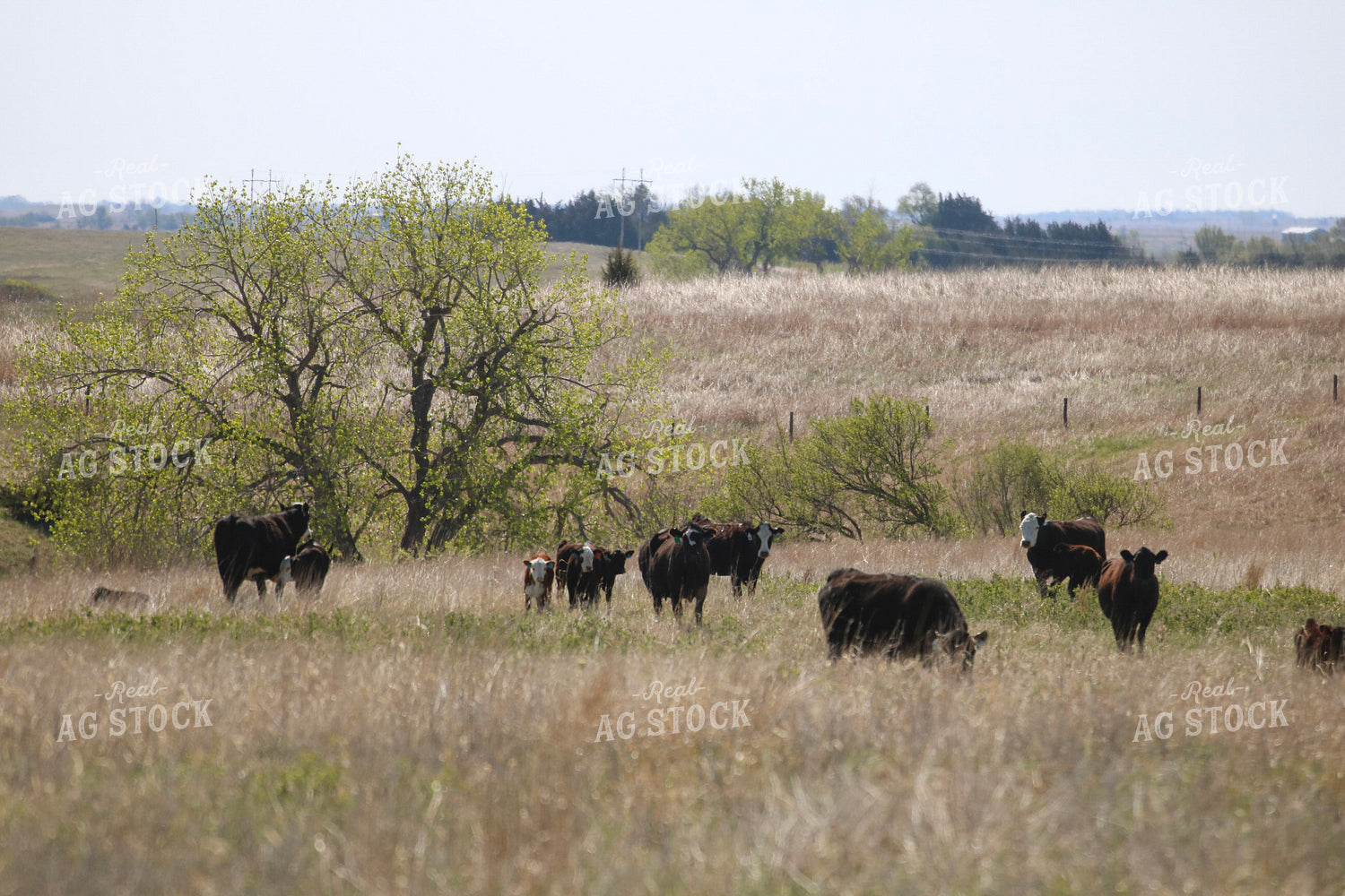 Cow Calf Pairs on Pasture 82426