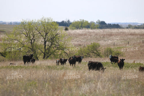 Cow Calf Pairs on Pasture 82426