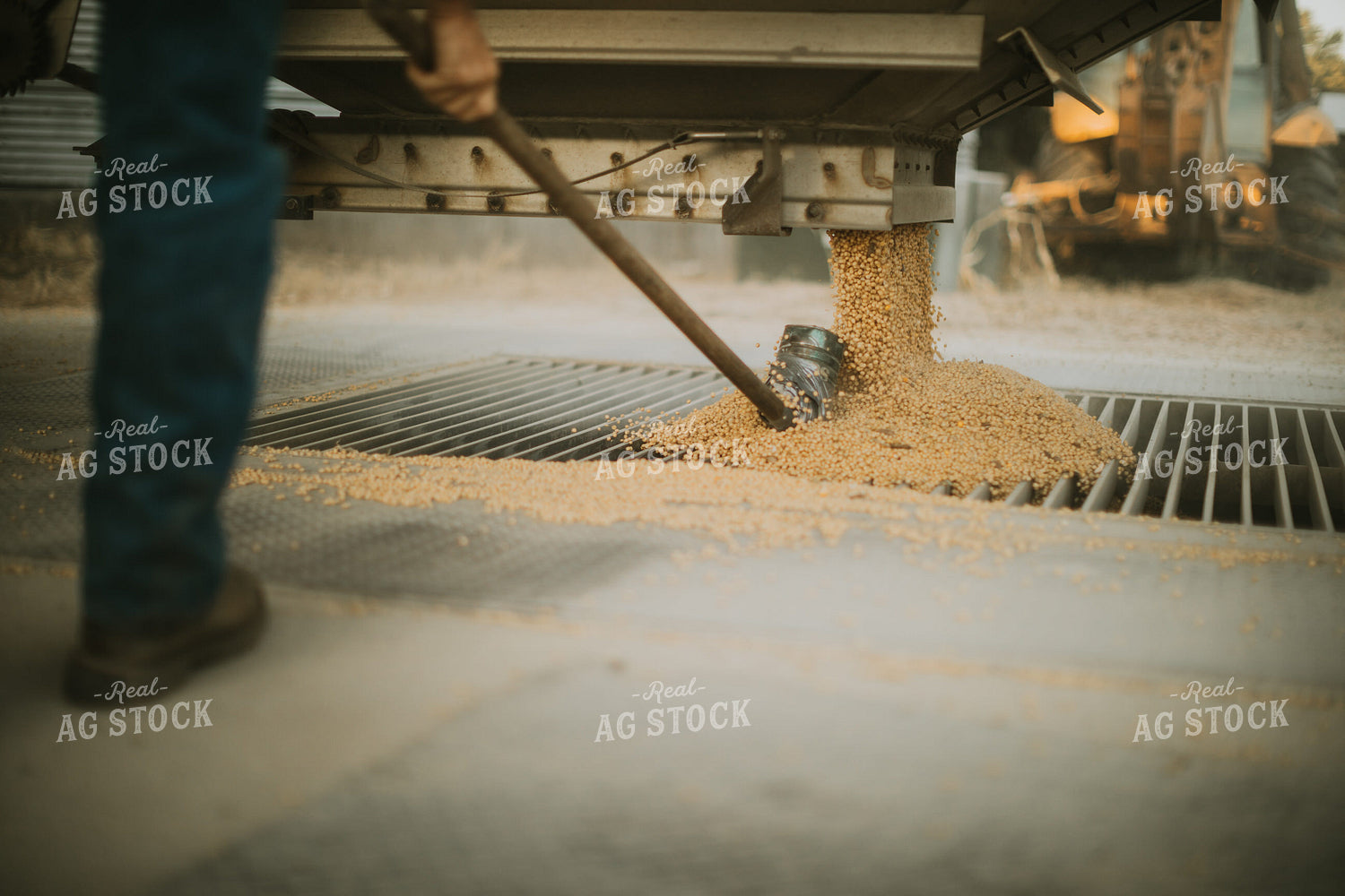 Unloading Soybeans 6728