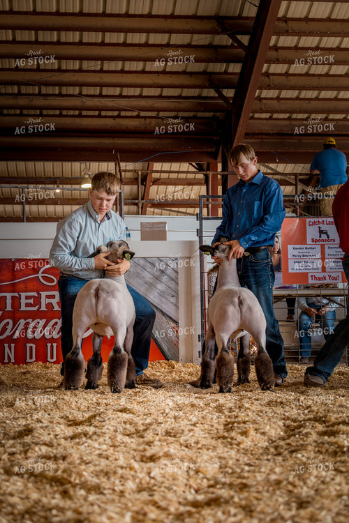 Showing Goats 97175