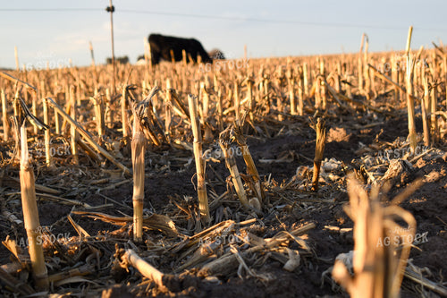 Cattle Grazing on Corn Stalks 259002