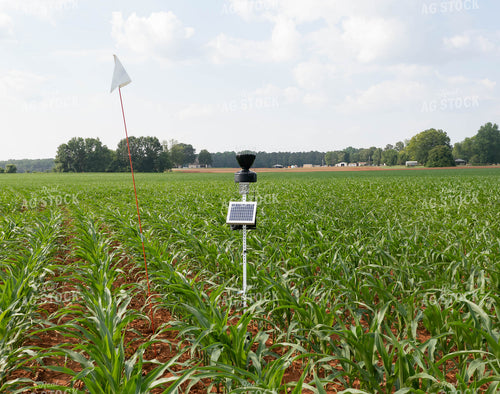Solar Powered Weather Station in Growing Corn Field 79304