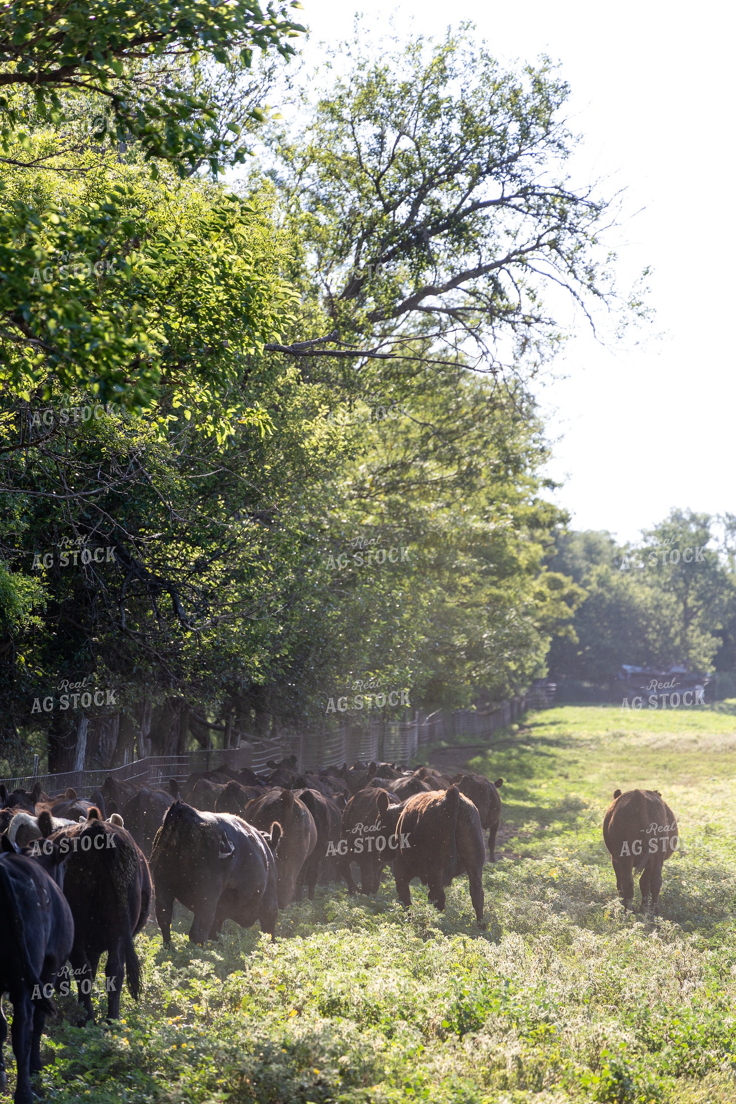 Cattle Moving Pastures 224018