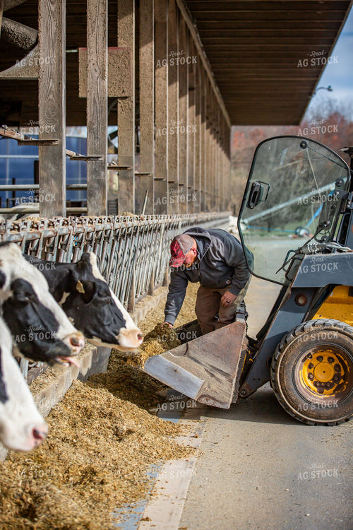 Farmer Feeding Cattle 270071