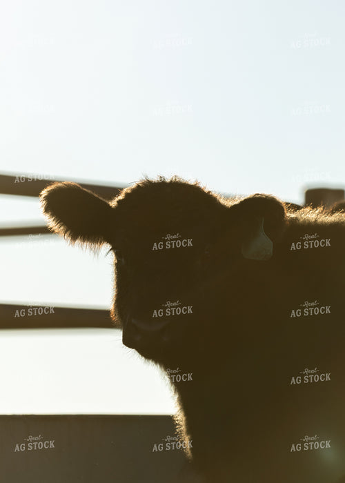 Cow Silhouette 264071