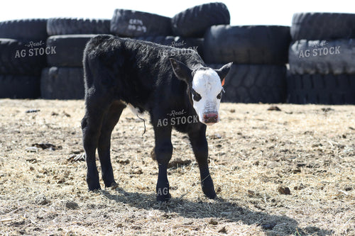 White Faced Calf 117237