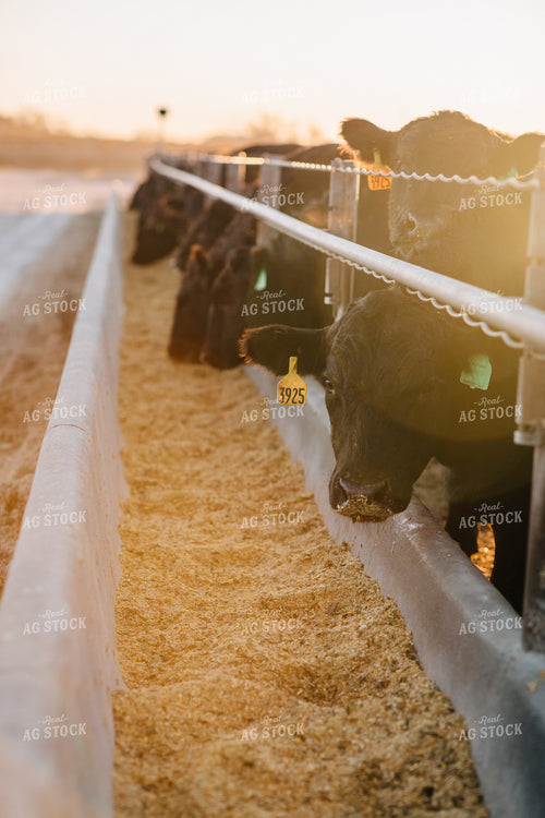Cattle Eating out of Feed Bunk 53056