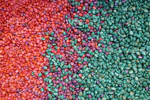 Treated Corn Seeds 187034
