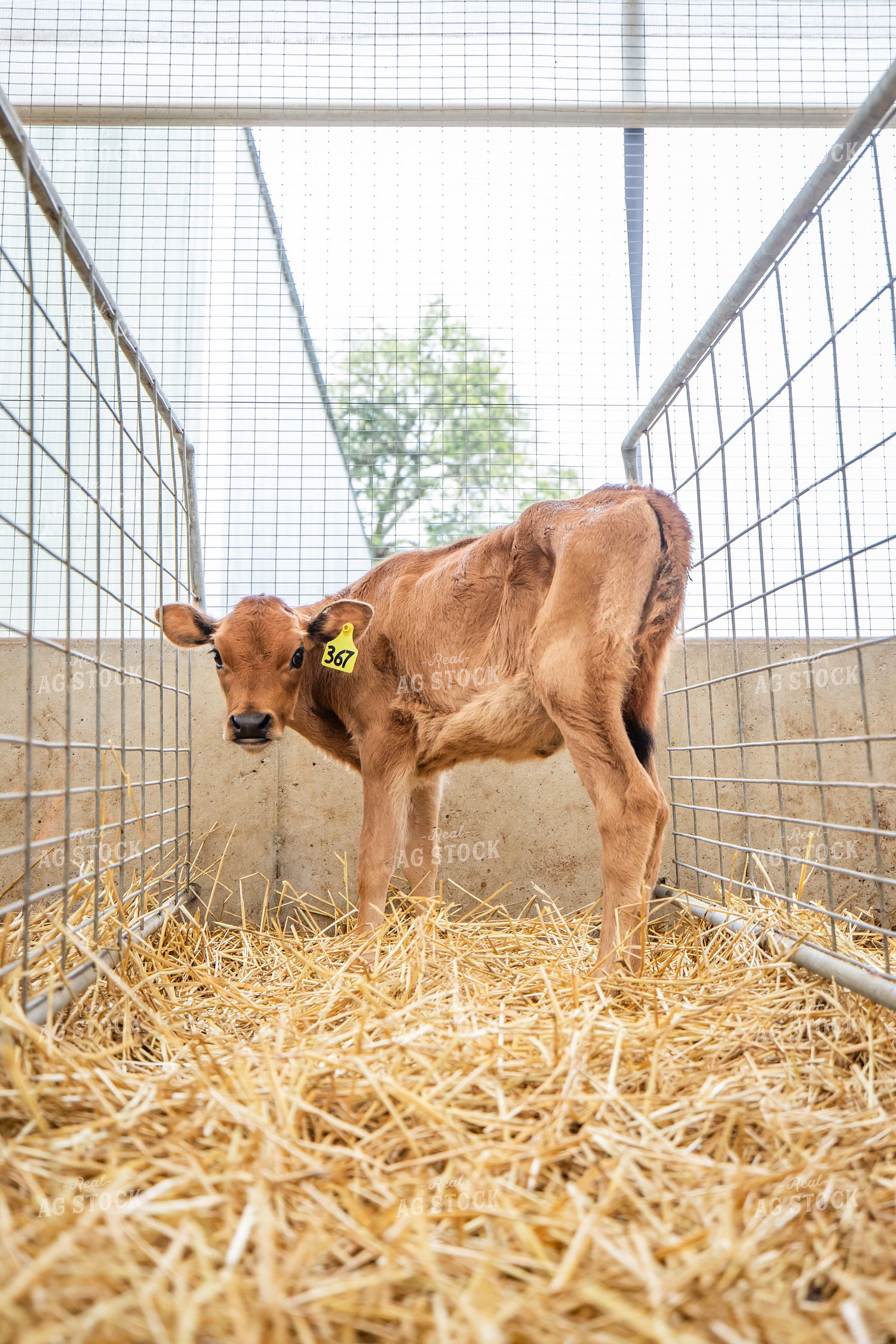 Jersey Calves 270464