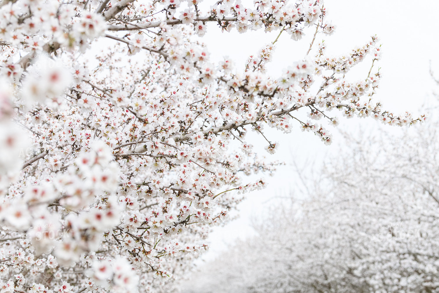 Almond Blossoms on Almond Tree 107091