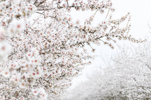 Almond Blossoms on Almond Tree 107091