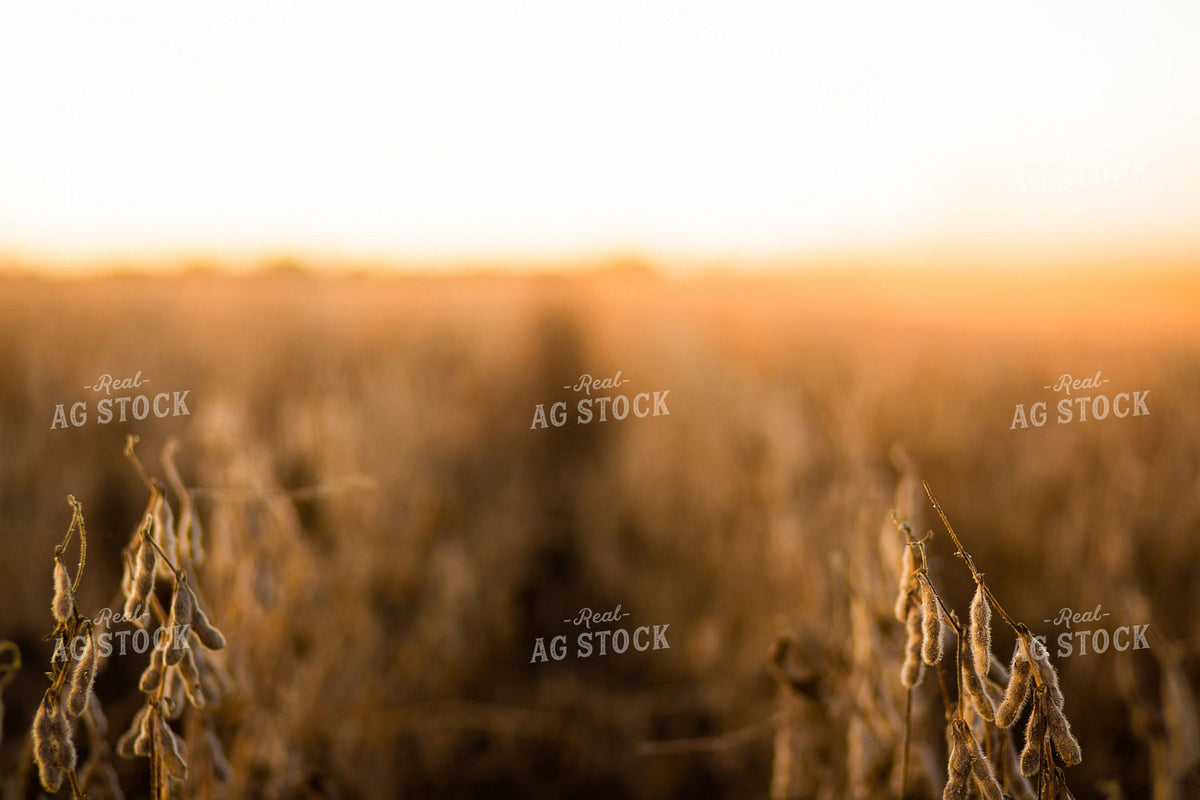 Dried Soybean Pods at Sunset Ready for Harvest 411000