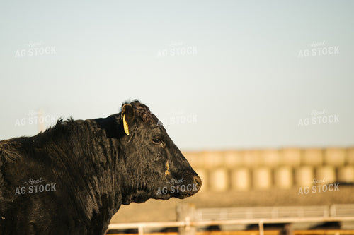 Angus Cattle 70119
