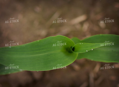 Early Growth Corn 100069