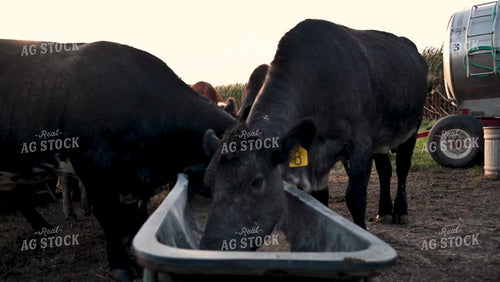 Cattle Eating Corn Feed at Pasture - 372