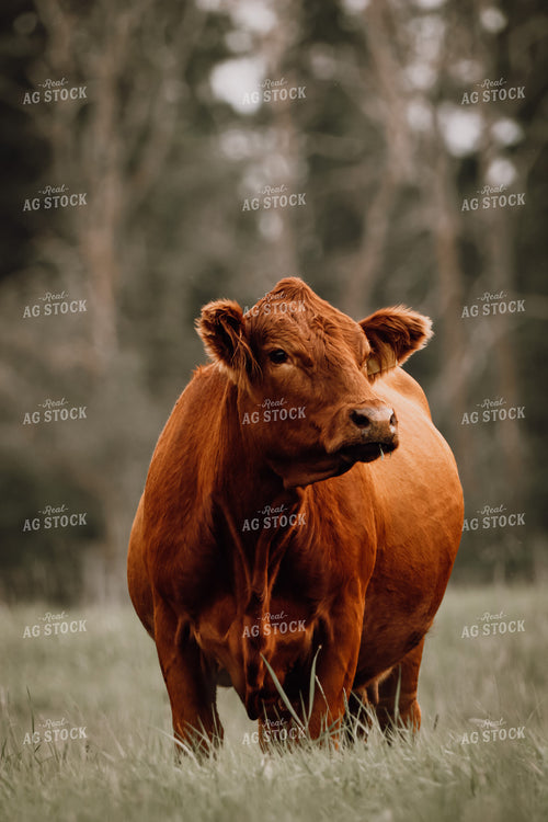 Red Angus Cattle on Pasture 139012