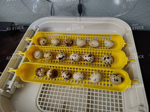 Egg Incubator with Quail Eggs 122063