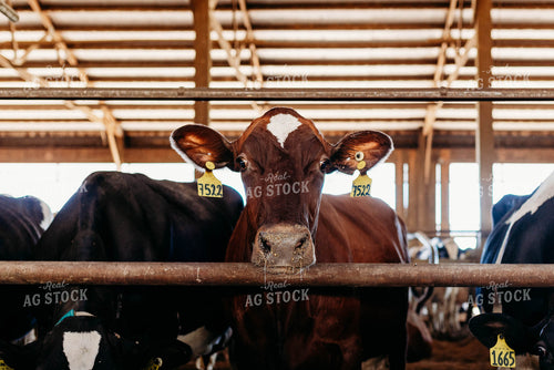 Sweedish Red and White Cattle in Open Air Dairy Barn 152086