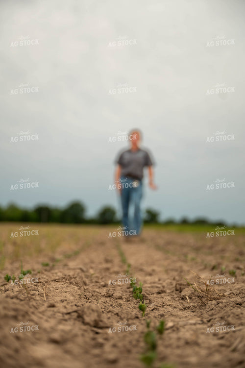 Female Farmer Checking Early Growth Soybeans 115726