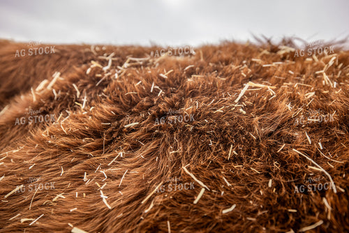 Jersey Cattle Close Up 270676
