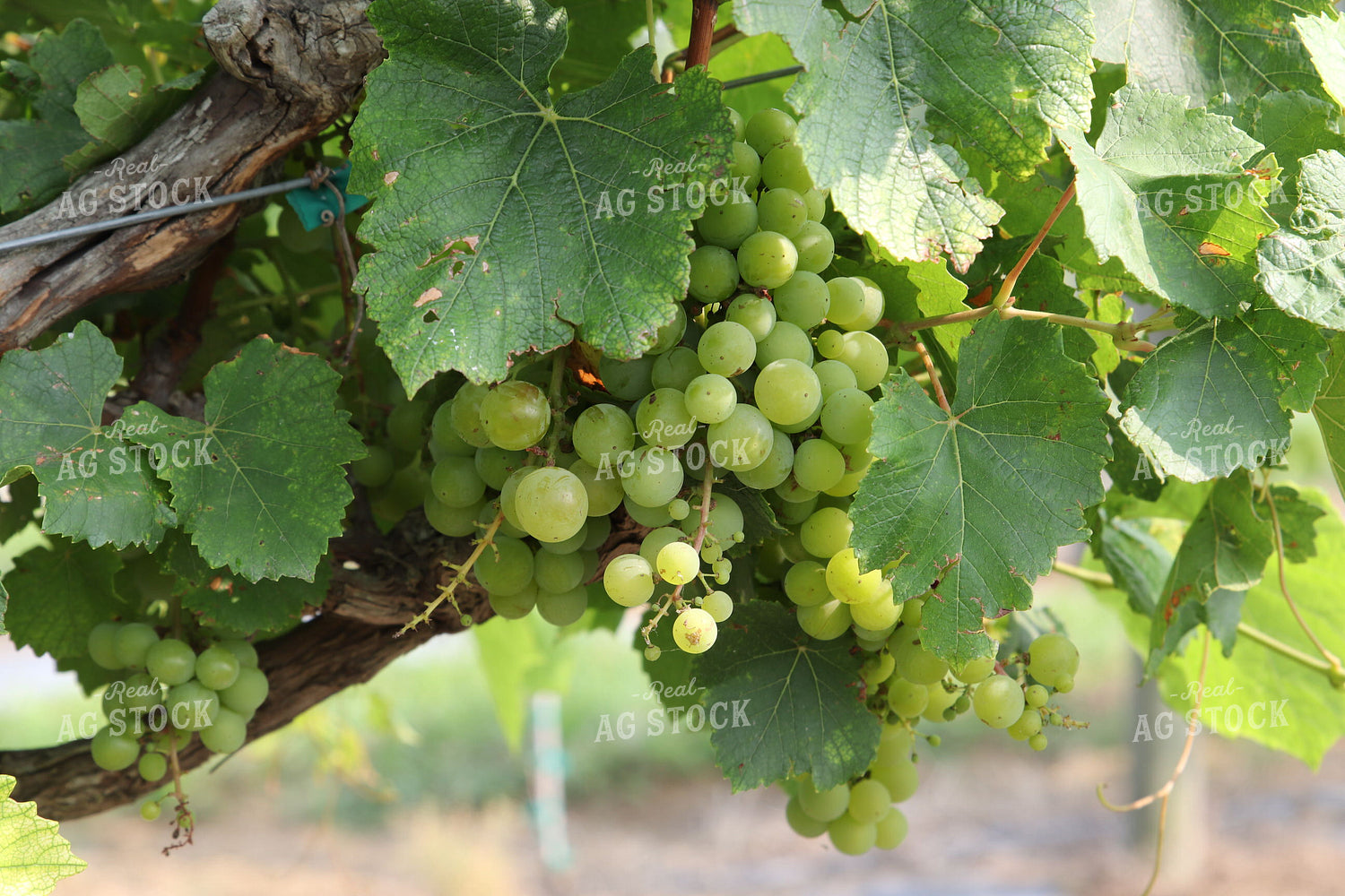 Grapes 102075