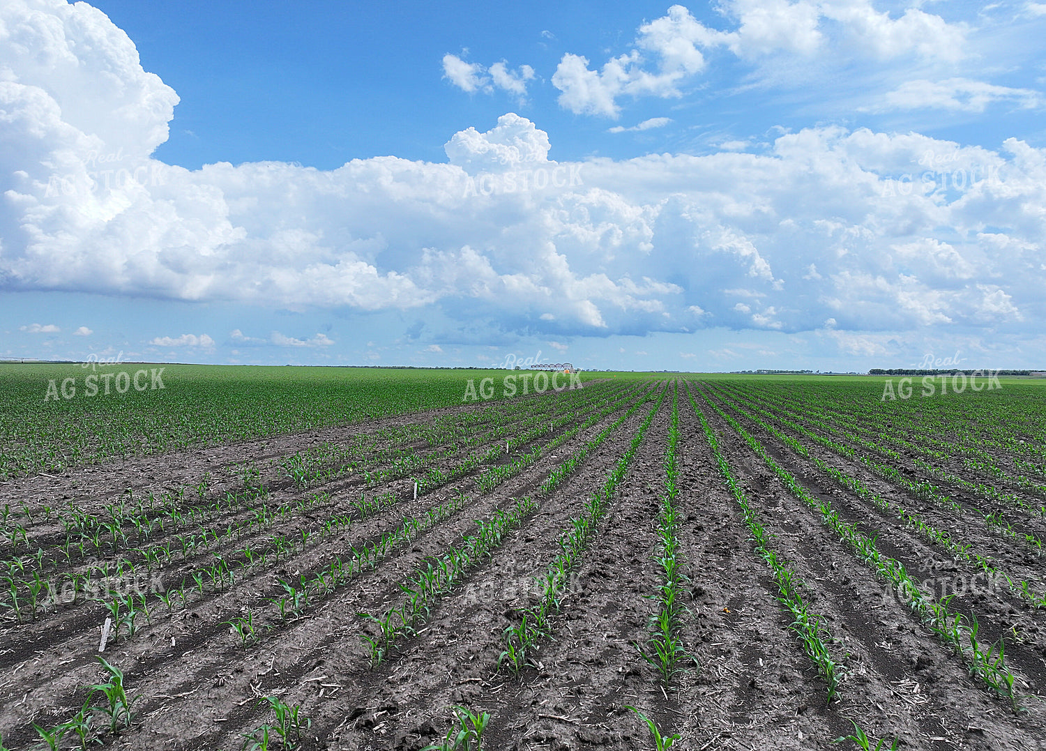 Early Growth Corn Field 141573
