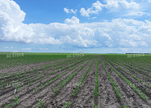 Early Growth Corn Field 141573