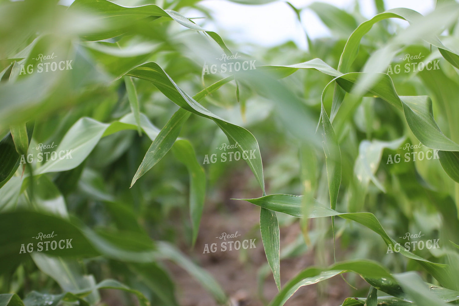 Corn Leaves 82145