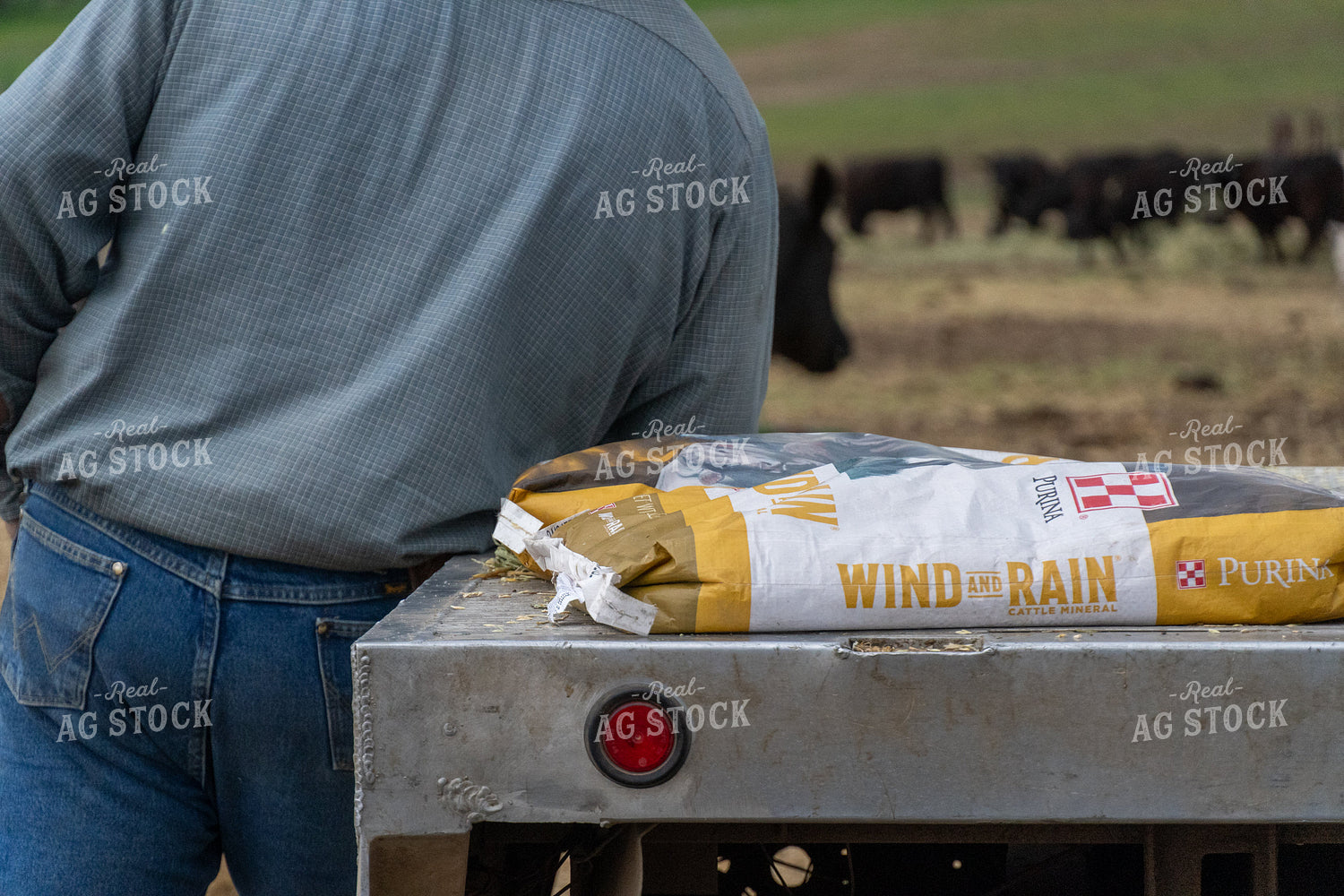 Farm Worker with Feed Bag Preparing for Cattle Feeding in Rural Setting 65270