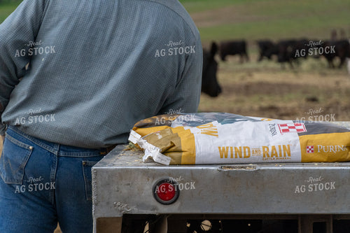 Farm Worker with Feed Bag Preparing for Cattle Feeding in Rural Setting 65270
