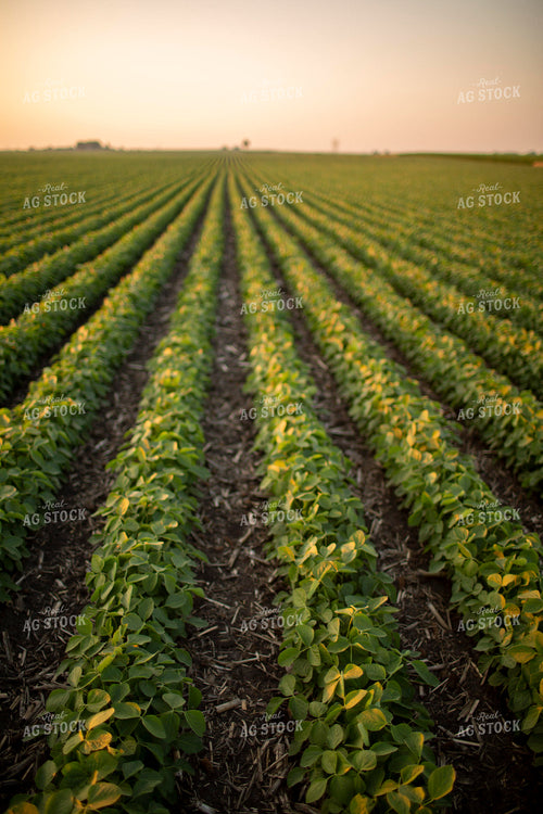 Soybeans - Mid-Season 1476