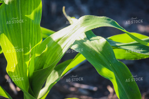 Early Season Corn 209011