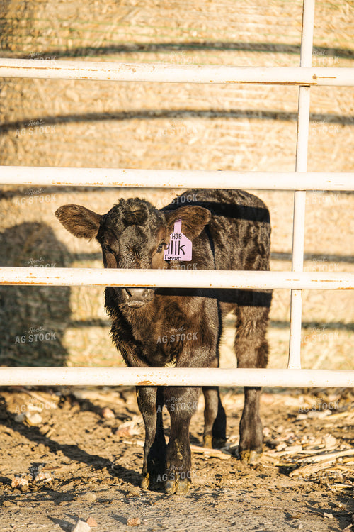 Angus Calf 70122