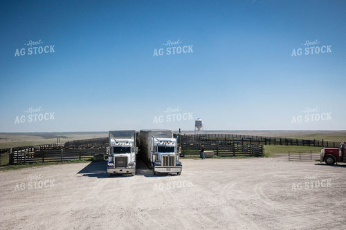 Loading Cattle at Feedyard 219086