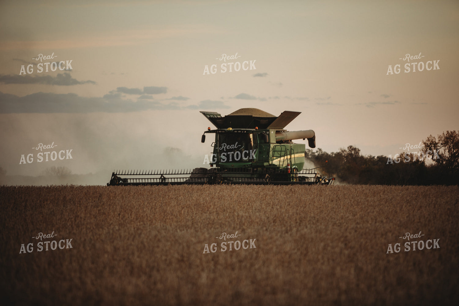 Combine Harvesting Soybeans at Sunset 3476