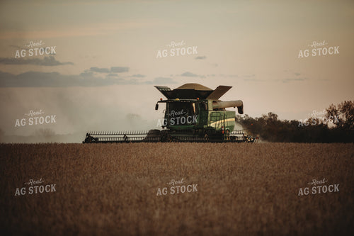 Combine Harvesting Soybeans at Sunset 3476