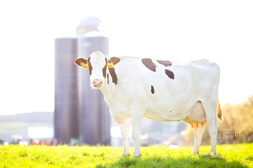 Holstein Cow in Pasture 55166