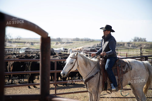 Working Cattle 117292