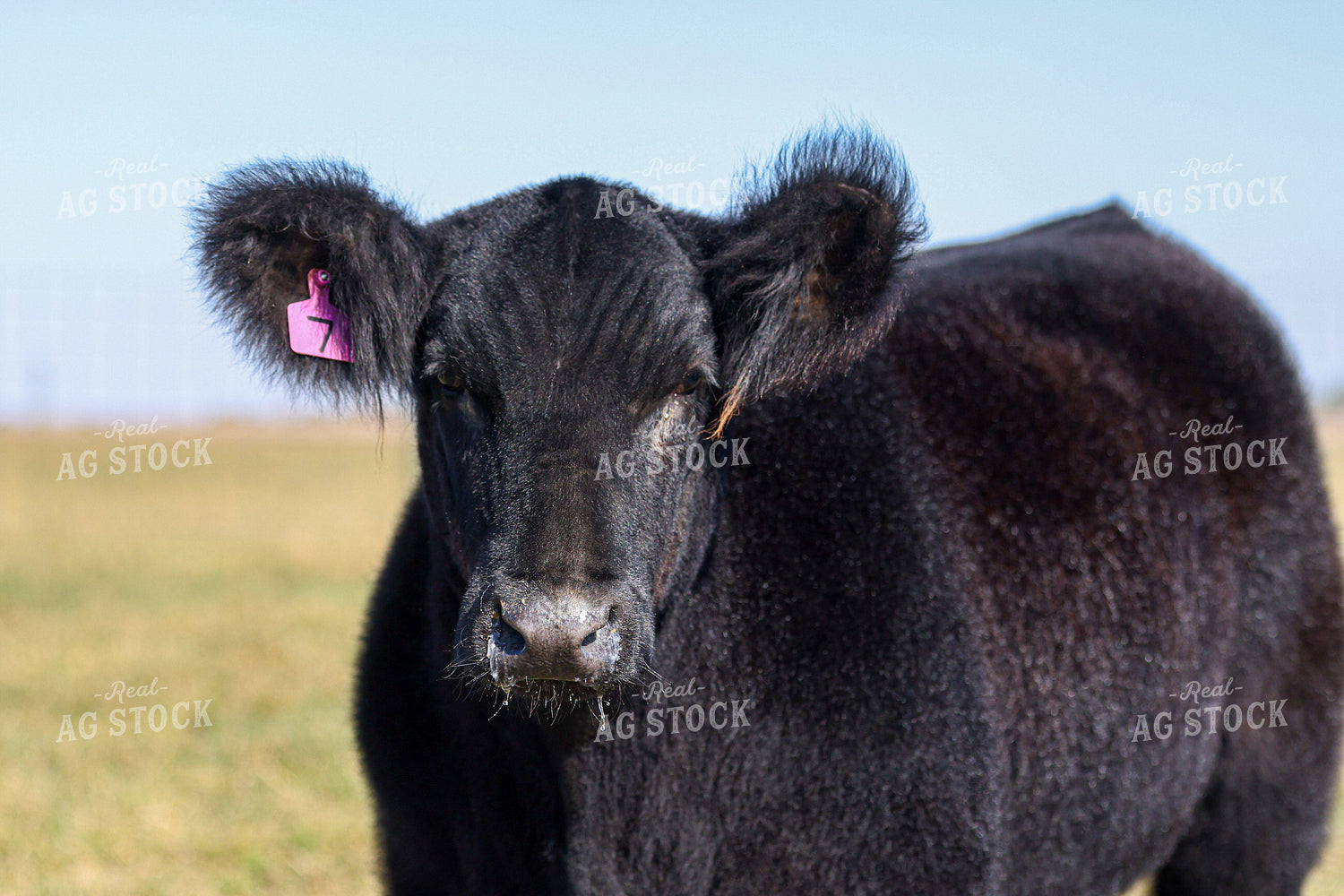 Show Cattle 160460