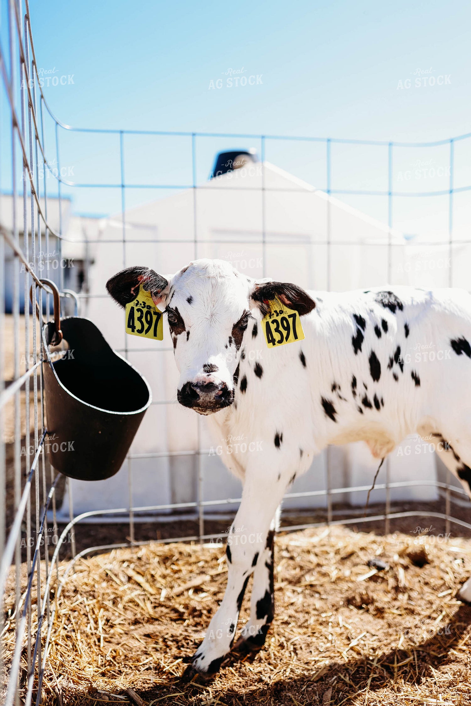 Holstein Calf in Pen 152094